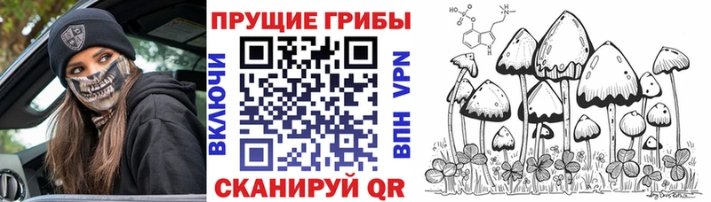 Псилоцибиновые грибы Cubensis  Сясьстрой 